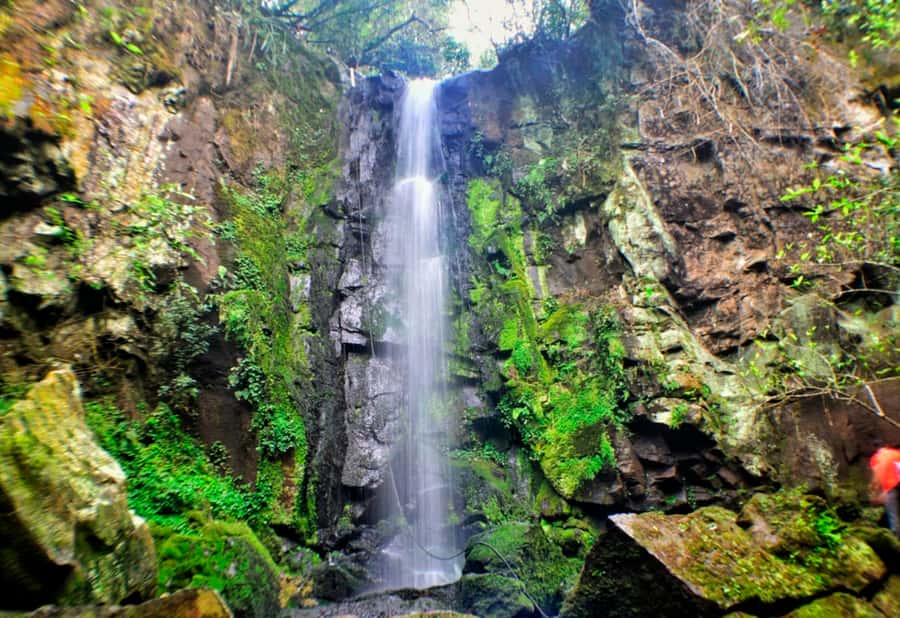 From Foz do Iguaçu: Secret Falls Adventure - The rainforest trail: easy and medium walking