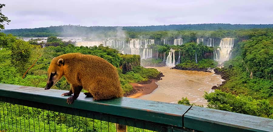 From Foz do Iguazu: Brazil Iguazu Falls & Macuco Safari Boat - From Foz do Iguaçu to the park