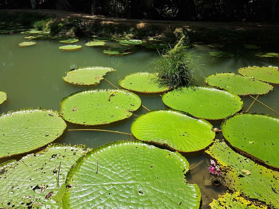 From Manaus: 3 or 4-Day Rio Negro & Anavilhanas River Cruise - The 3-day route: a final visit with a local family