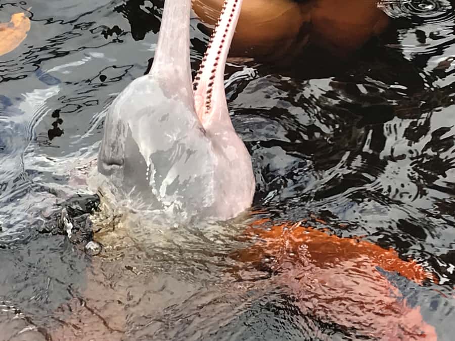 From Manaus: One-Day Amazon Jungle Experience - Meeting the pink river dolphins