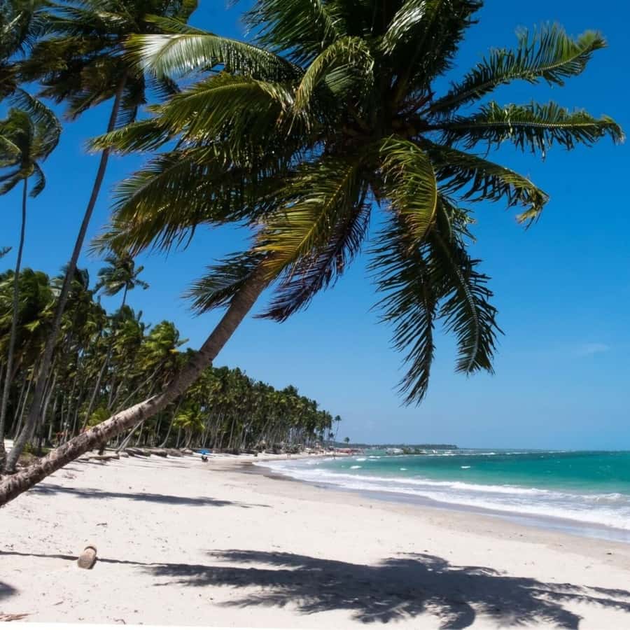 From Recife : Carneiros Beach - The optional catamaran ride and Rio Formoso mud bath