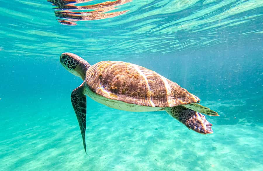 From Rio de Janeiro: Angra dos Reis & Ilha Grande Day Tour - Key points to know before you go