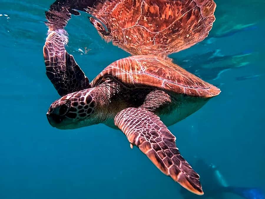from Rio de Janeiro: Diving in Buzios - The real shape of the Rio to Búzios day