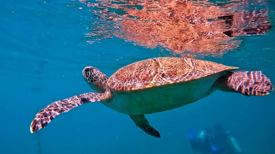 from Rio de Janeiro: Diving in Buzios - What the 45-to-60-minute sea session is like