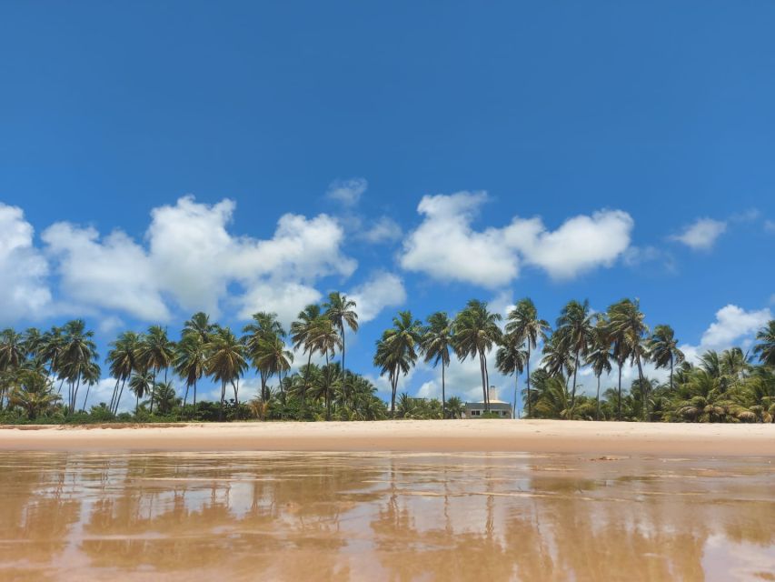 From Salvador: Praia do Forte & Guarajuba Beach Daytrip - Who should book this north coast outing?