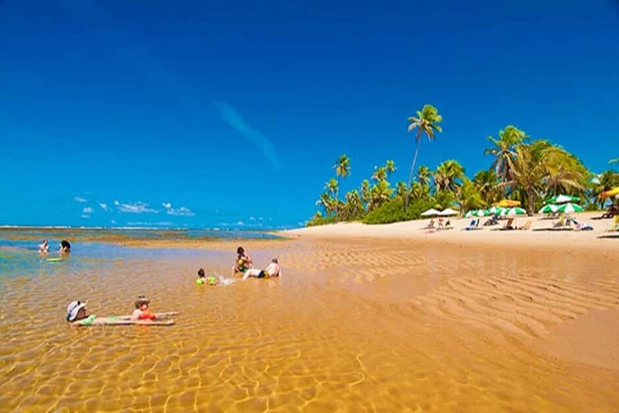 From Salvador: Praia do Forte & Guarajuba Beach Daytrip - Leaving Salvador for the Coconut Road