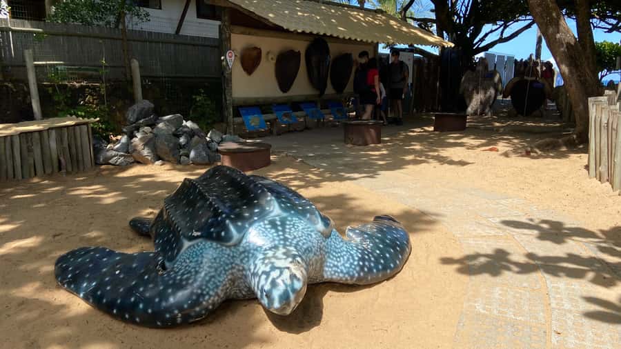 From Salvador: Praia do Forte & Guarajuba Beach Daytrip - Why a group of six changes the day