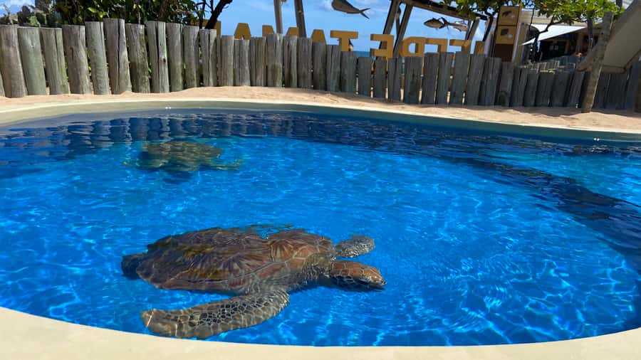 From Salvador: Praia do Forte & Guarajuba Beach Daytrip - What the day feels like in practice