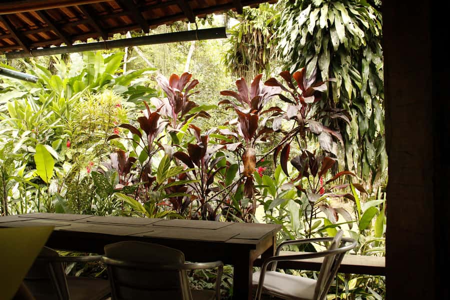 Full-Day Jungle Jeep Waterfall and Cachaça Distillery Tour - The Bromeliad Exhibition and the itinerary concern