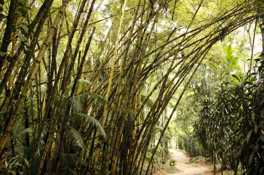Full-Day Jungle Jeep Waterfall and Cachaça Distillery Tour - Starting on the rough roads near Serra da Bocaina