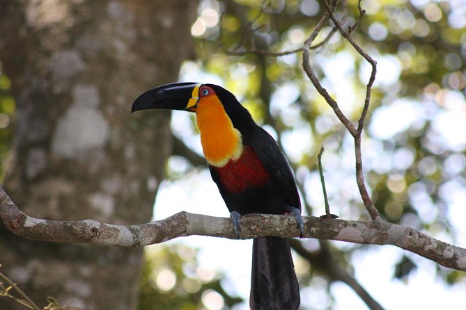 Full Day Tour in Rio: Corcovado, Selaron Steps and Park Lage - Lunch, driving time, and the seven-hour pace