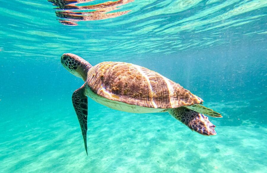 Full-Day Tour to Angra dos Reis and Ilha Grande - How the $77 price measures up