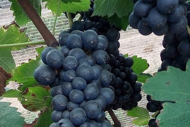 Full-Day Winery Tour from Rio - Key points before you book