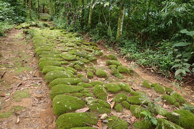 Gold Trail Atlantic Forest Walk - Walking Paraty’s Gold Trail