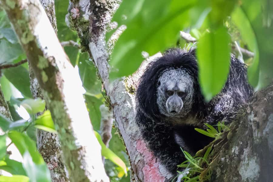 Grand Selva Tours 3 Day Jungle Expedition Ecuador all incl - Key points to know before booking