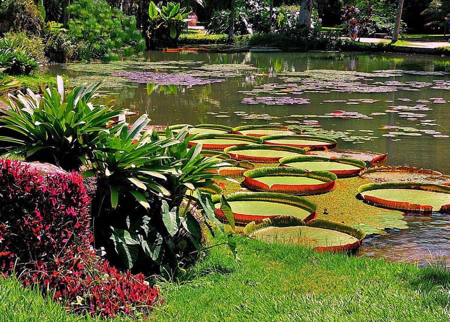 Green Rio: Guided Tour of Botanical Garden and Lage Park - Renovation plans and the backup at Tijuca Forest