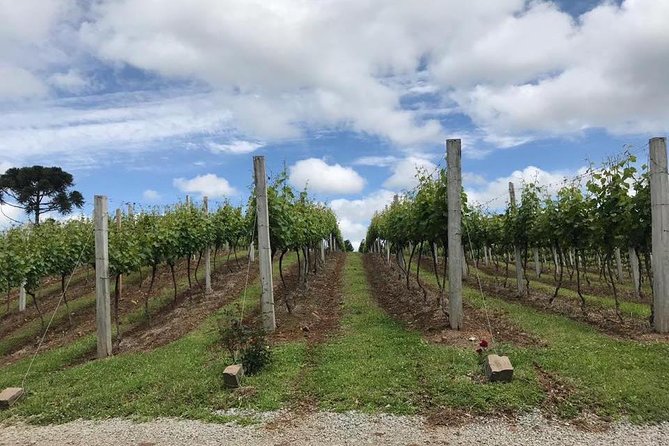 Guided Tour with Wine Tasting at Casa Seganfredo - Gramado - Inside the winery: grapes, fermentation, and juice