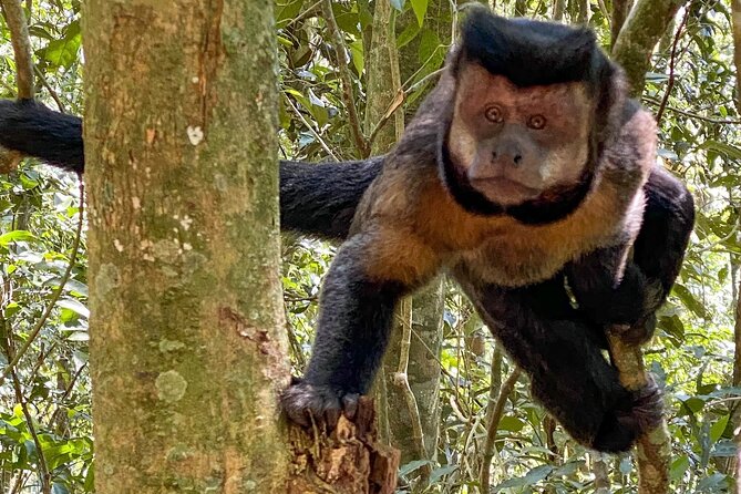 Hiking in the Tijuca Forest : Waterfalls and Caves - Why Tijuca Forest makes a smart break from Rio’s city sights