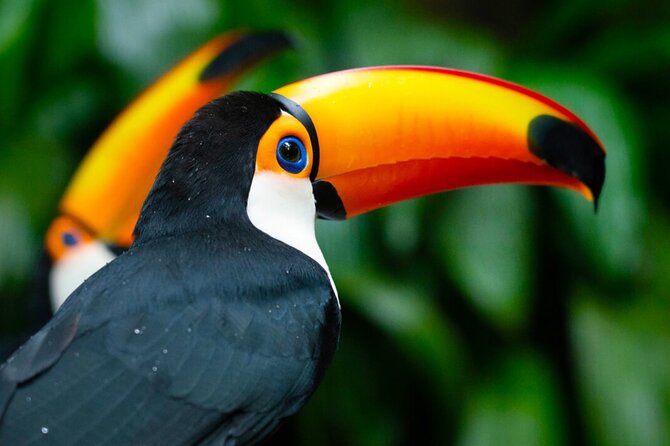 Iguaçu Bird and Waterfall Park - What the guides add to the day