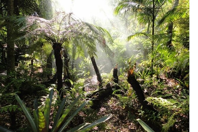 Iguaçu Waterfalls Brazilian Side + City Tour - Why the Brazilian side is the right first view