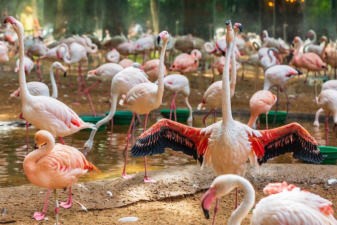 Iguassu Bird Park - Tickets Included - What the Iguassu Bird Park experience is really about