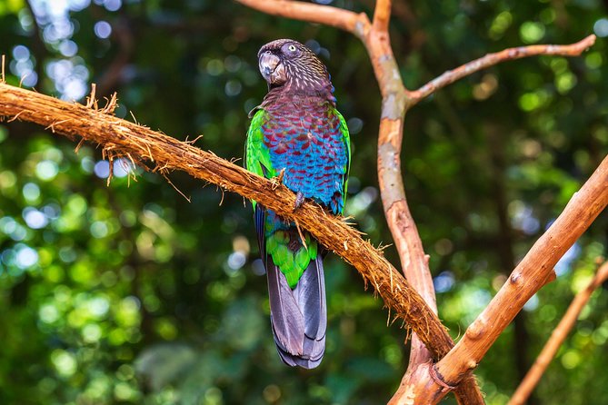 Iguassu Bird Park - Tickets Included - Entering Parque das Aves near Foz do Iguacu