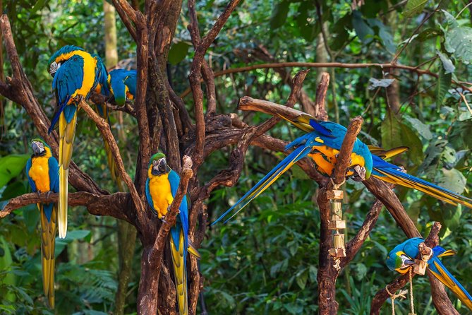 Iguassu Bird Park - Tickets Included - A one-hour park visit requires a sensible pace