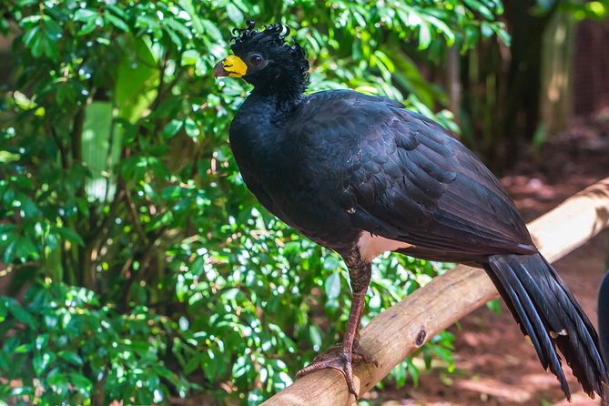 Iguassu Bird Park - Tickets Included - Food, drinks, and what to plan yourself