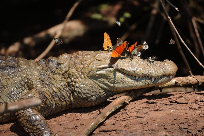 Iguassu Bird Park - Tickets Included - Booking timing and cancellation flexibility