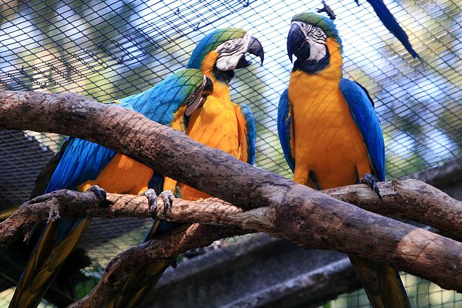 Iguassu Bird Park - Tickets Included - Why the Atlantic Forest setting matters