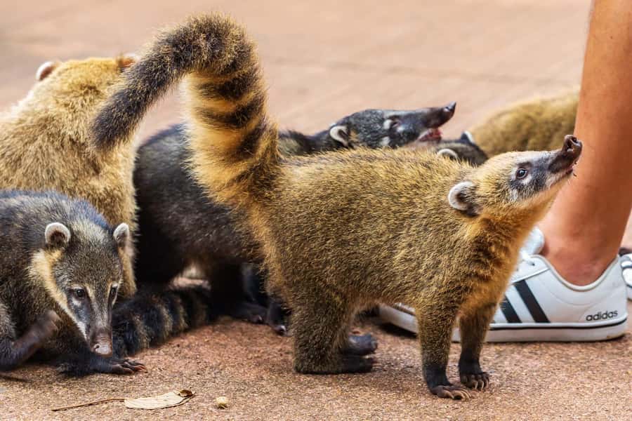 Iguassu Falls: Guided Tour & Macuco Safari on Pontoon Boats - Timing, Waiting, and Group Pace