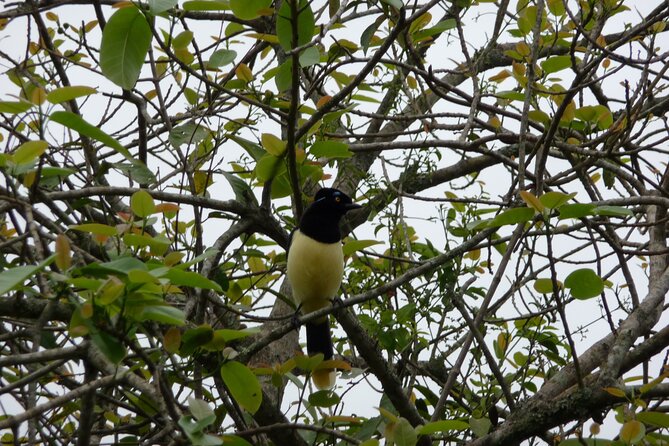 Iguazu Expeditions Morning Birdwatching - A hummingbird stop that adds close-up action