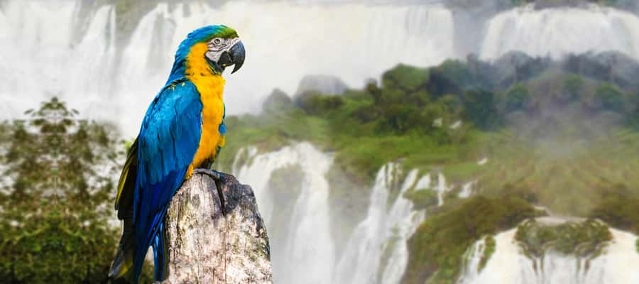 Iguazu Falls: 2-Day Argentinian and Brazilian Iguazu Falls - Guides, language, and how much help you receive