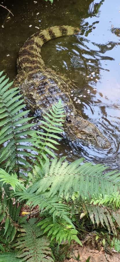Iguazu Falls: 2-Day Combo to Argentine/Brazilian/Bird Park - Key points before you book