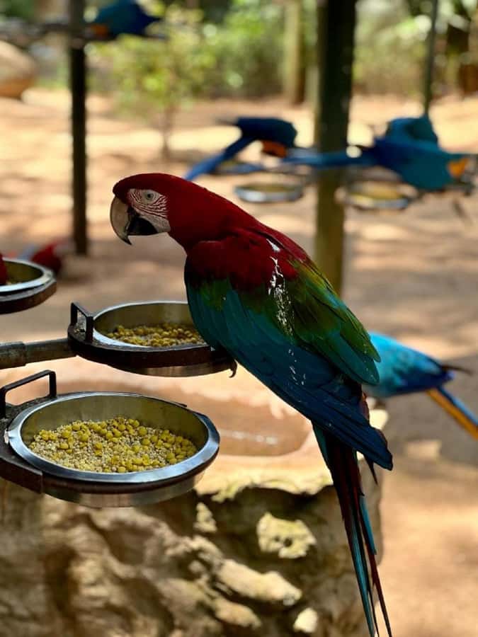 Iguazu Falls: 2-Day Combo to Argentine/Brazilian/Bird Park - Should you book it?