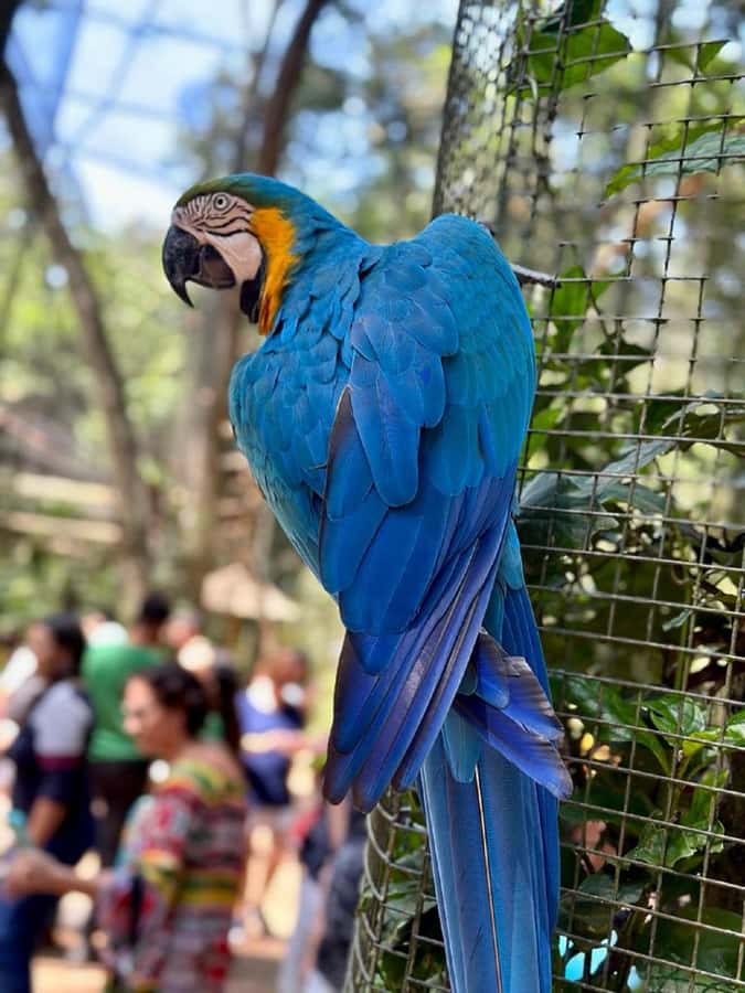 Iguazu Falls: 2-Day Combo to Argentine/Brazilian/Bird Park - Private cars and border help