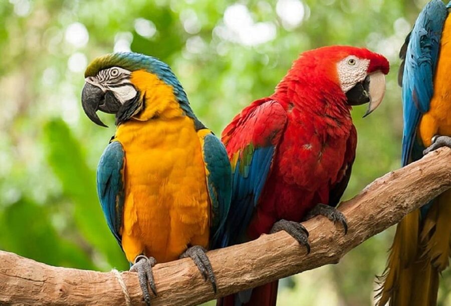 Iguazu Falls: 2-Day Combo to Argentine/Brazilian/Bird Park - Timing, comfort, and physical effort