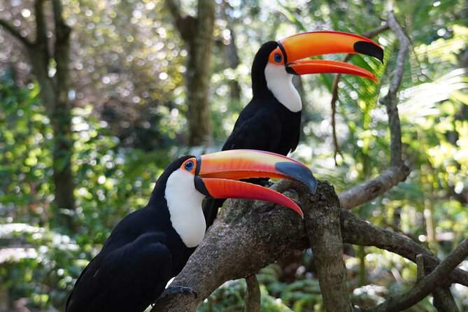 Iguazu Falls in All Dimensions: Helicopter, Trail, Boat Ride - Parque das Aves offers a gentler change of pace