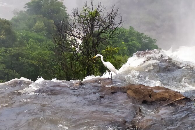 Iguazu Falls Private Tour: Two Countries in One Day - Parque das Aves: a quieter hour with wildlife