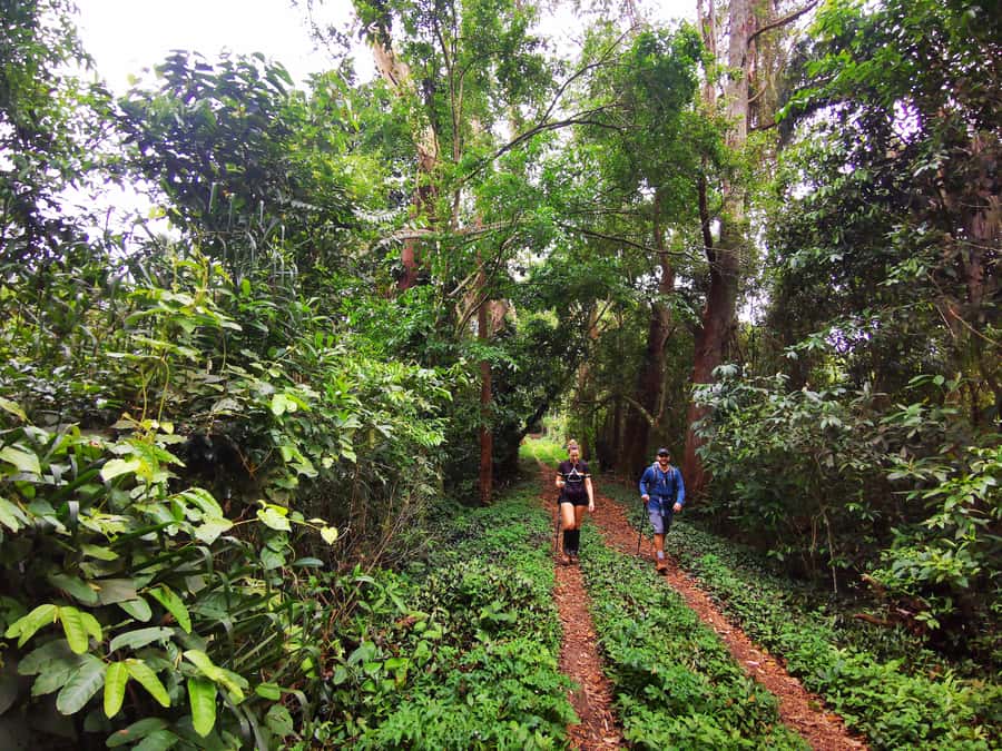 Ilha Grande: Lopes Mendes Private Hiking Tour - What the private guide adds