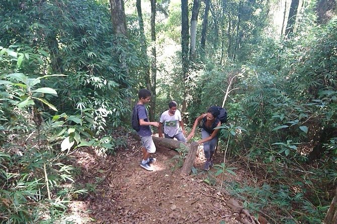 Ilha Grande: Pico do Papagaio - Private Hike - Sunrise or Daytime - The first miles: unpaved roads and forest trails