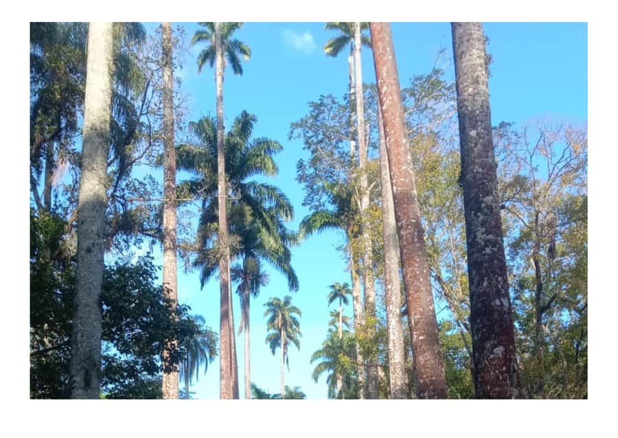 Jardim Botânico do Rio de Janeiro - Key points to know before you go