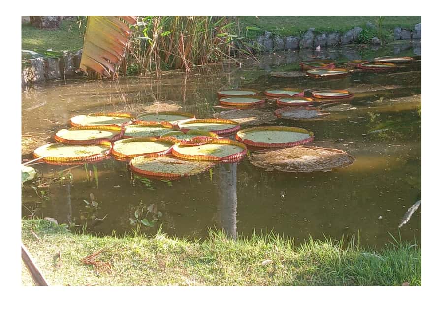 Jardim Botânico do Rio de Janeiro - Why Rio’s botanical garden is worth your time