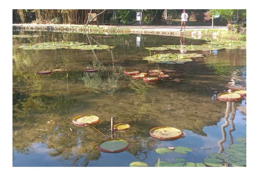 Jardim Botânico do Rio de Janeiro - What the three-hour garden visit feels like