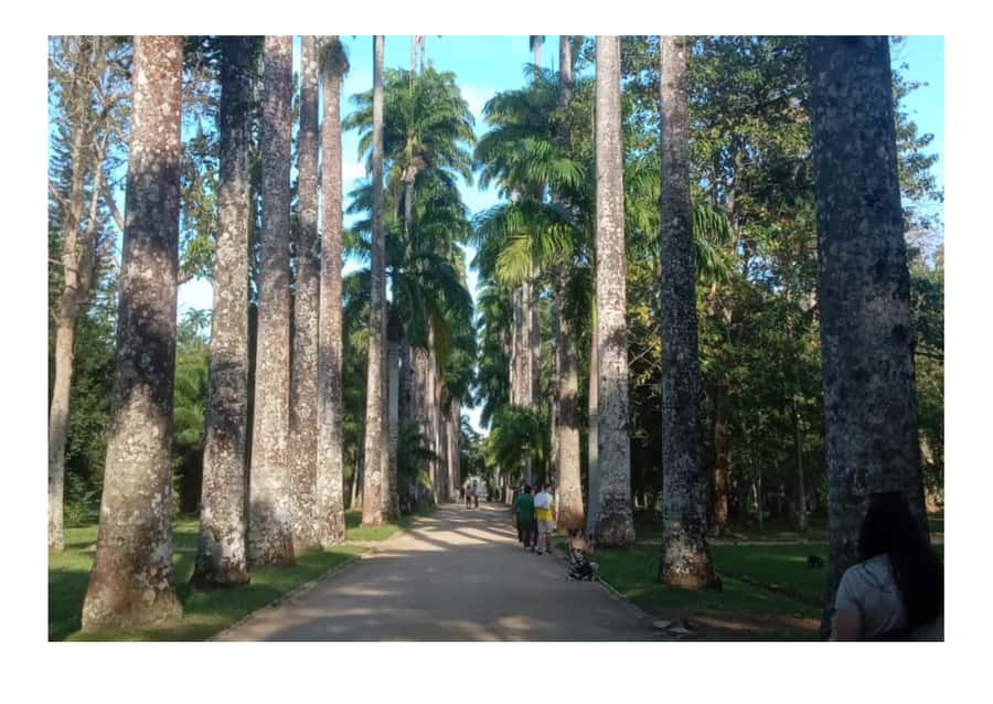 Jardim Botânico do Rio de Janeiro - What the $46 price really buys you