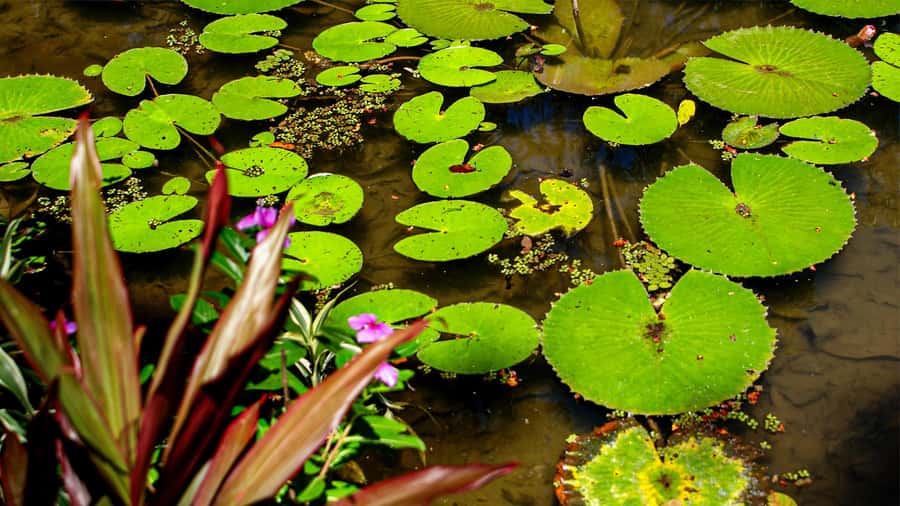 Jeep'n'Green: Rio Botanical Garden & Tijuca Rainforest Tour - Guides, languages, and the right pace