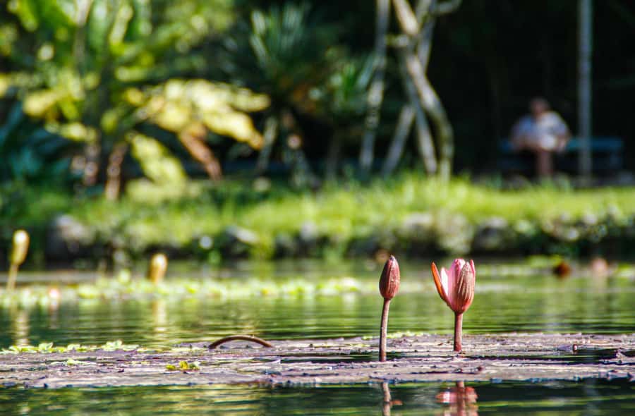 Jeep'n'Green: Rio Botanical Garden & Tijuca Rainforest Tour - Cachoeira dos Macacos and Cascatinha