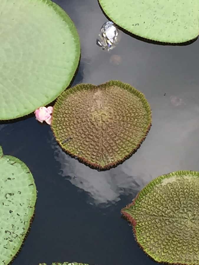 Manaus: 2-Day River Tour With Overnight Stay - Three hours on foot in the Amazon forest