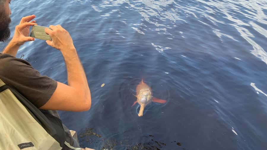 Manaus: 2-Day River Tour With Overnight Stay - Swimming near pink river dolphins