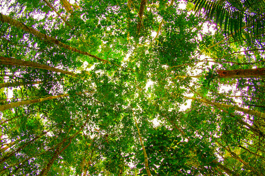 Manaus: Amazon Jungle Half-Day Walking Tour - Key points to know before booking